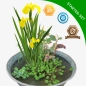 Preview: Anleitung zum Einpflanzen des Mini-Teichpflanzen Komplett-Set
